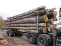 Buchenstämme – 50 Kubikmeter LKW-Ladung